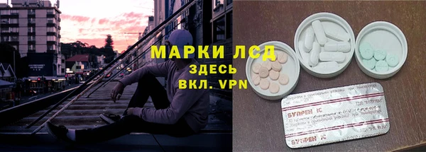 хмурый Аркадак